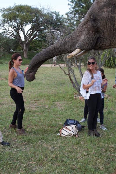 Safari na Africa do Sul Camp Jabulani