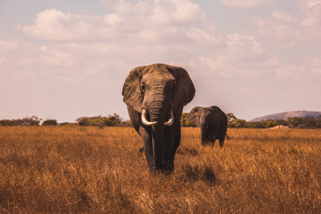 Safari na Africa do Sul