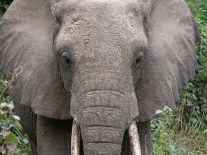 Safari na Africa do Sul