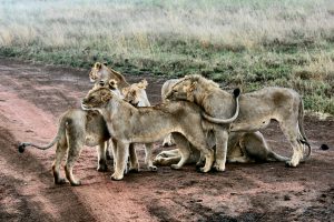 Safari na Africa do Sul