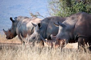 Safari na Africa do Sul