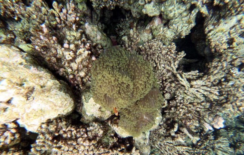 Maldivas Peixes Maldivas Peixes
