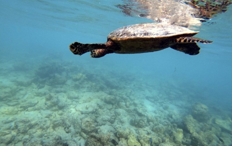Tartarugas Maldivas